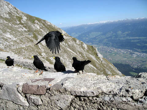 Image of Alpine Chough