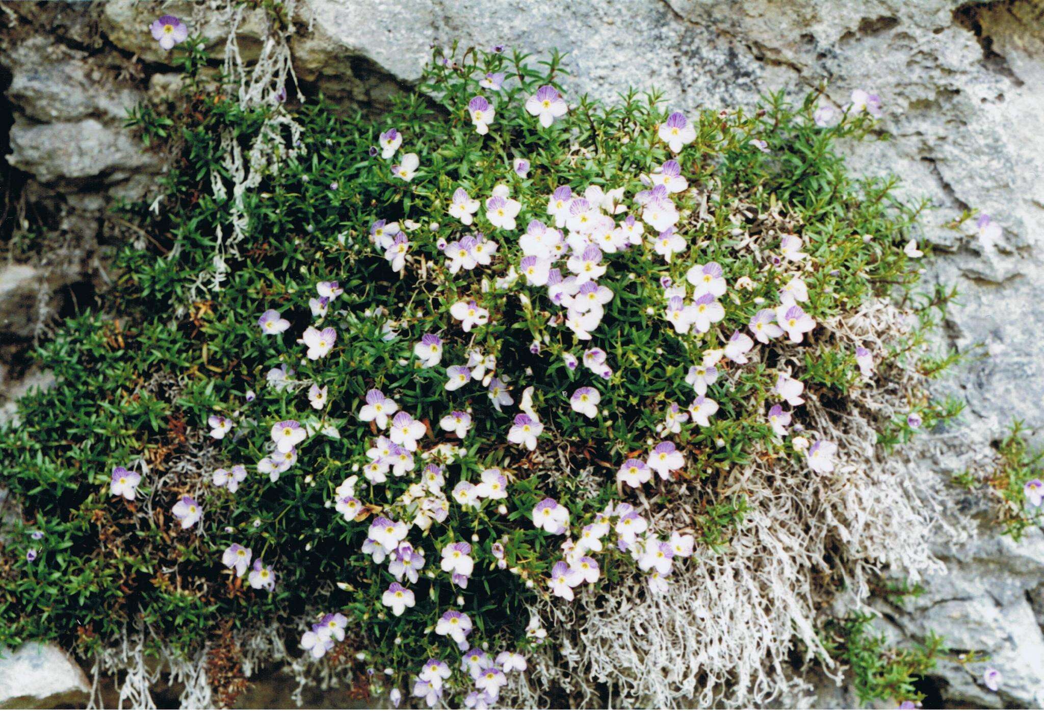 Слика од Veronica linifolia Hook. fil.