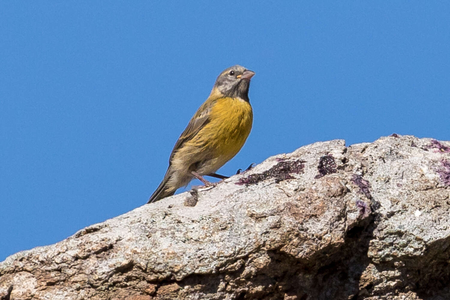 Image of Gray-hooded Sierra-Finch