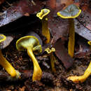 Image of Craterellus olivaceoluteus T. W. Henkel, Aime & A. W. Wilson 2014