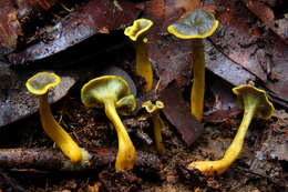Image of Craterellus olivaceoluteus T. W. Henkel, Aime & A. W. Wilson 2014