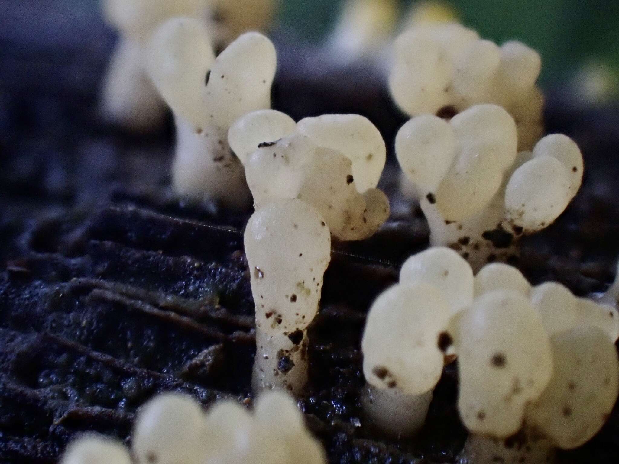 Image de Calocera pallidospathulata D. A. Reid 1974