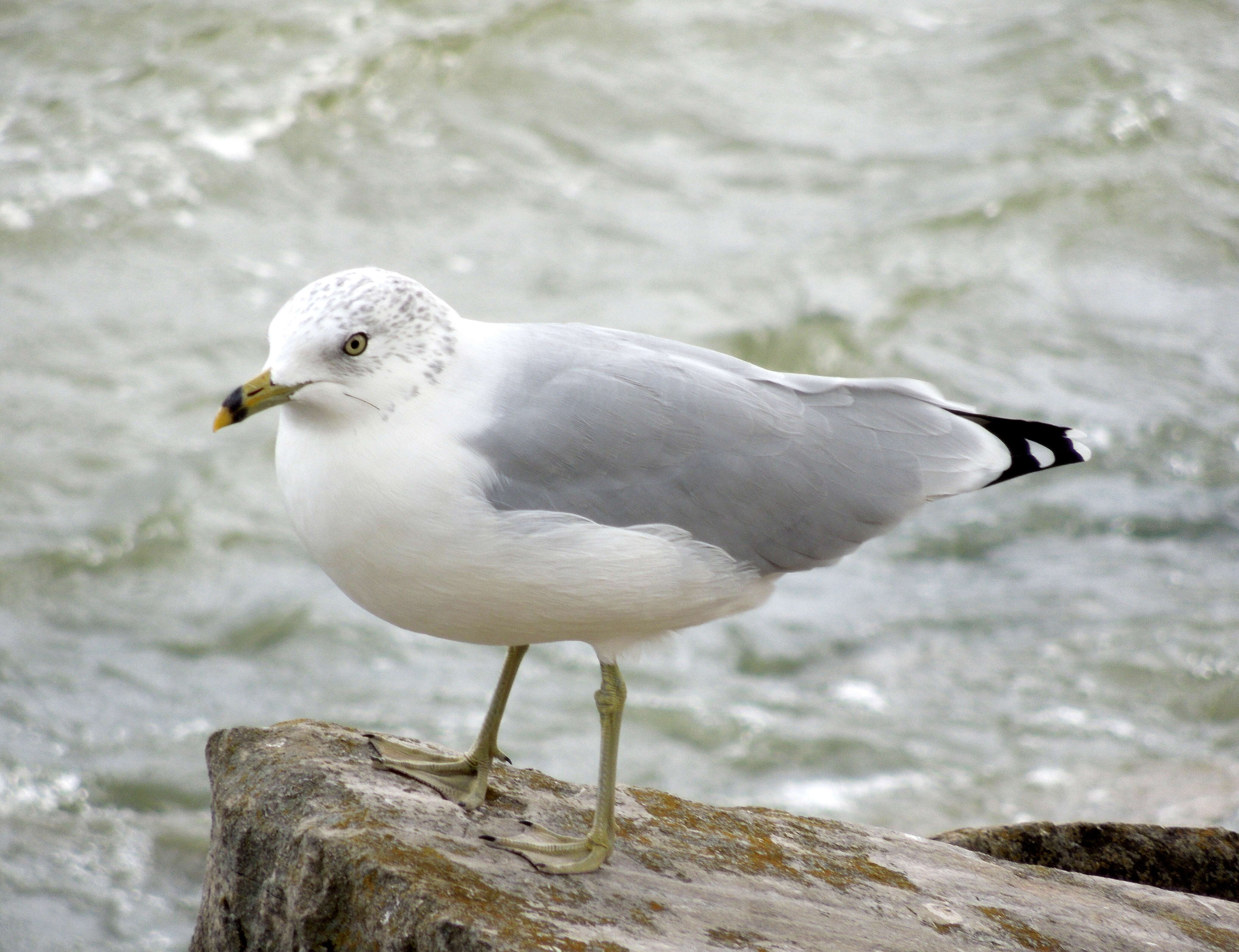 Image of Ring-billed Gull