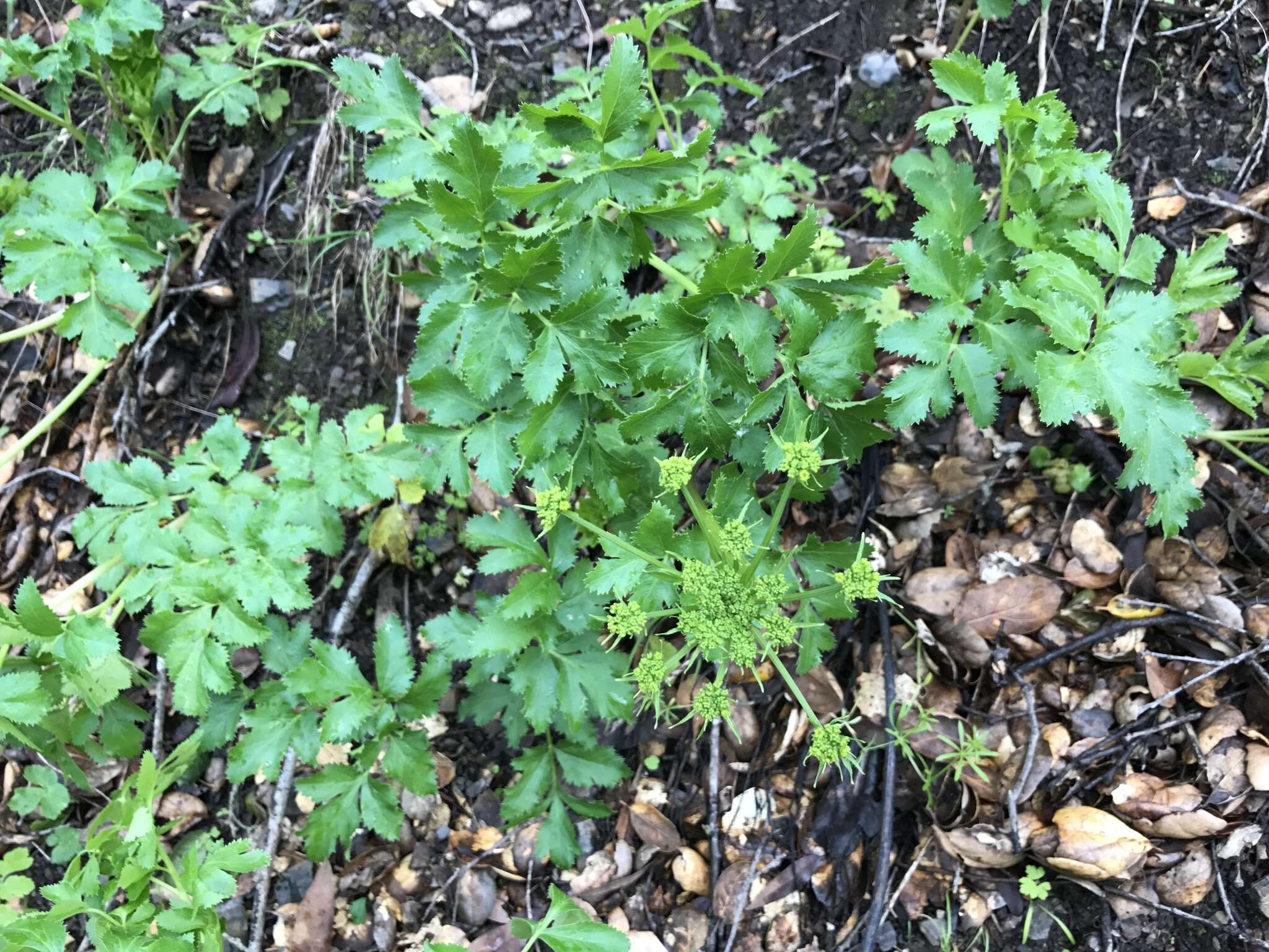 Слика од Tauschia hartwegii (A. Gray) J. F. Macbr.