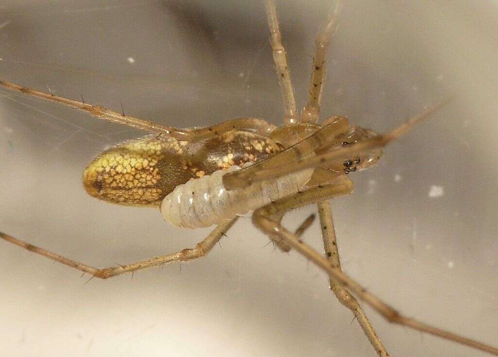 Image of Tetragnatha montana Simon 1874