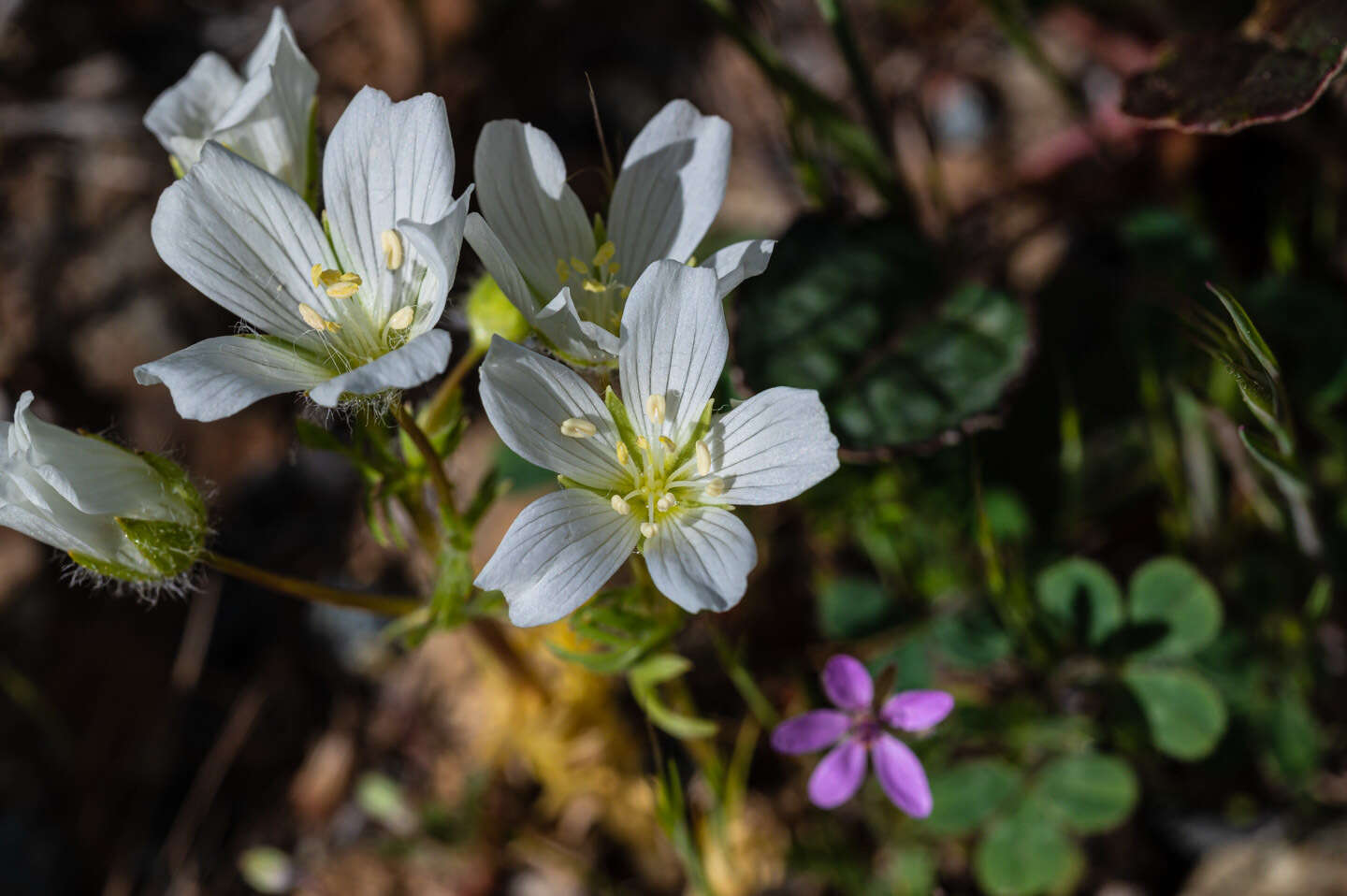 Image of white meadowfoam