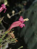 Image of Ruellia floribunda Hook.