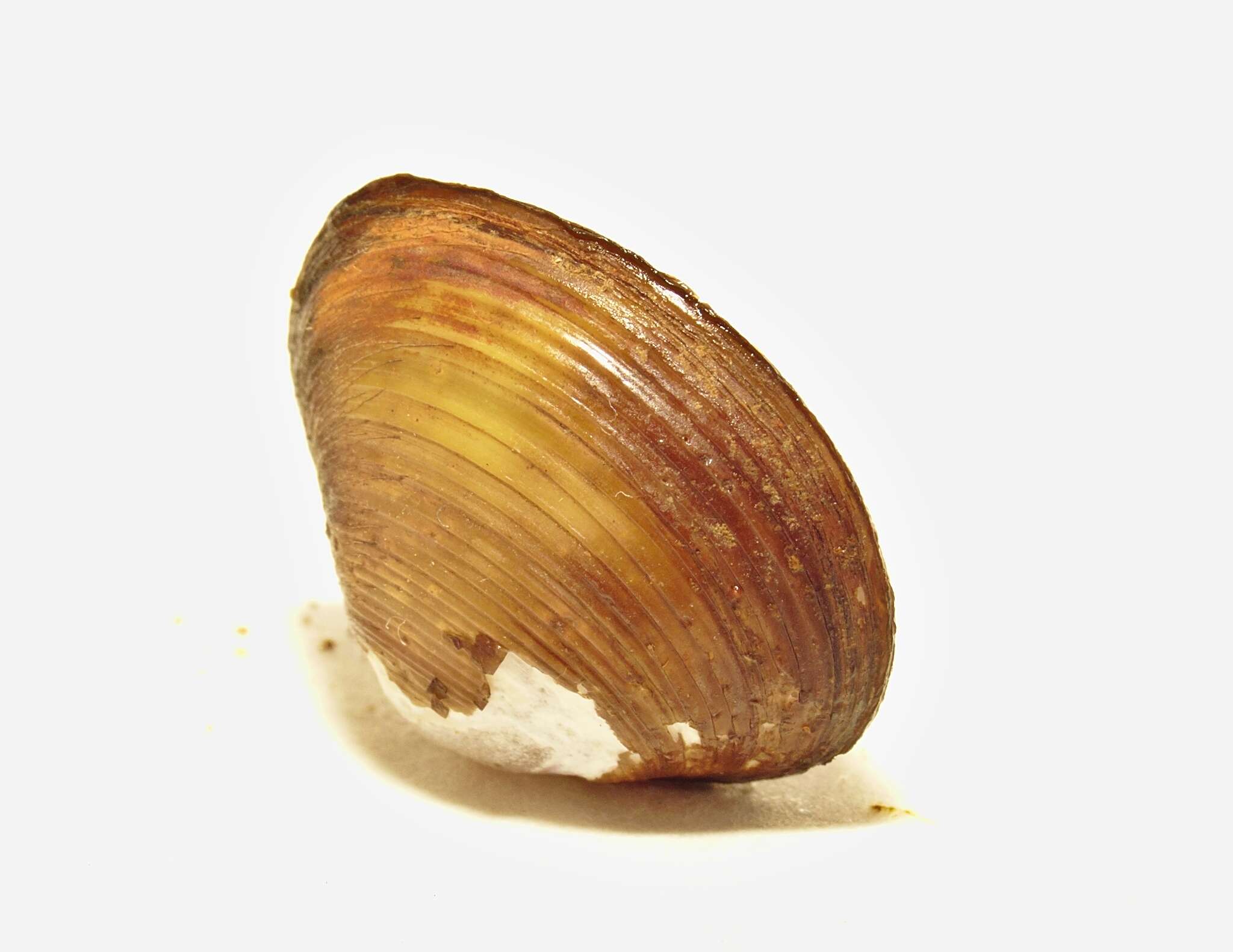Image de Corbicula australis (Deshayes 1830)