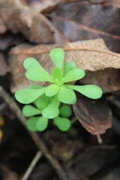 Image of Sedum quevae