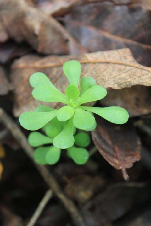 Image of Sedum quevae