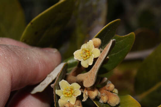 Image of Ocotea arnottiana (Nees) H. van der Werff