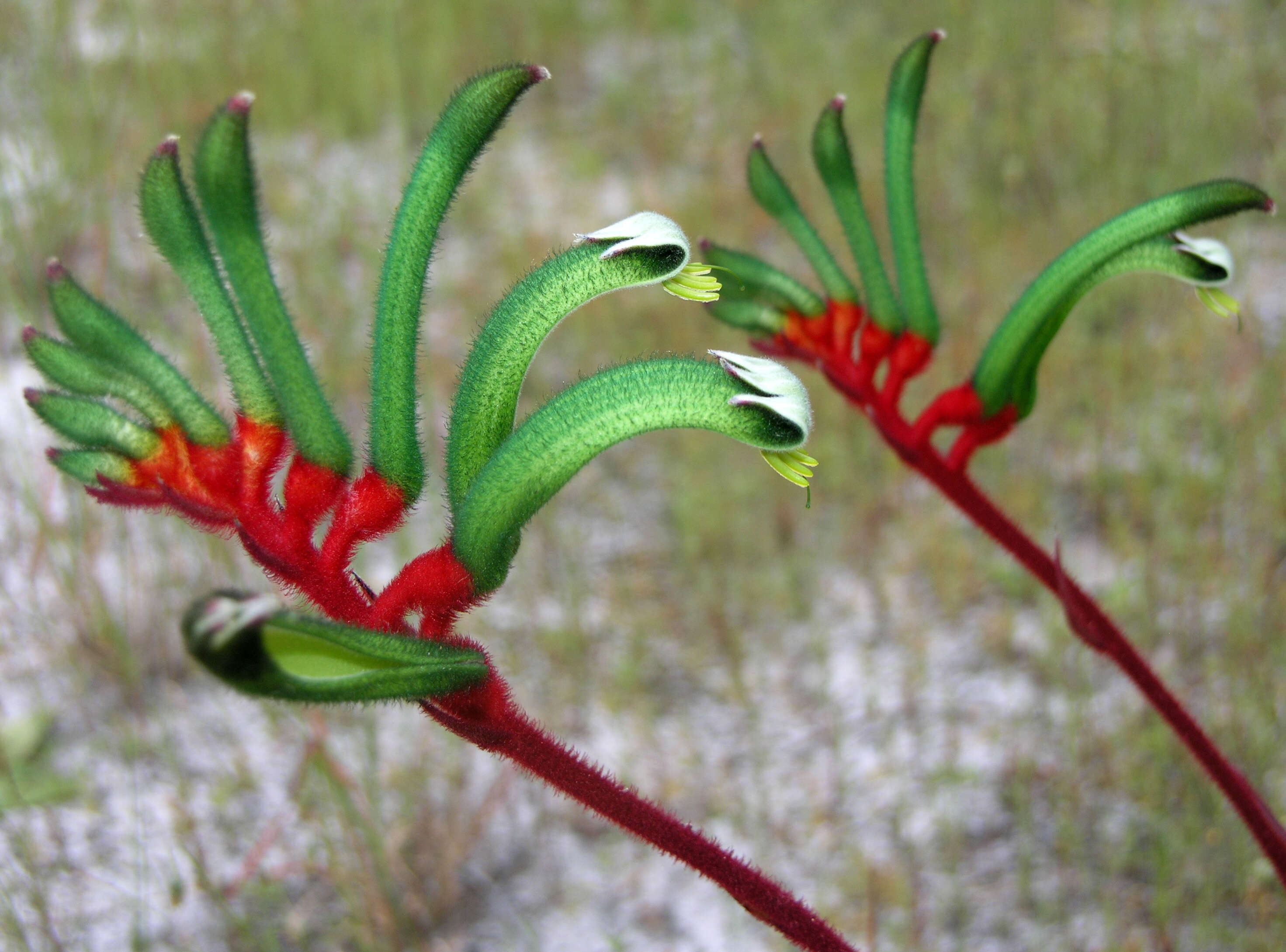 Image of Kangaroo Paw