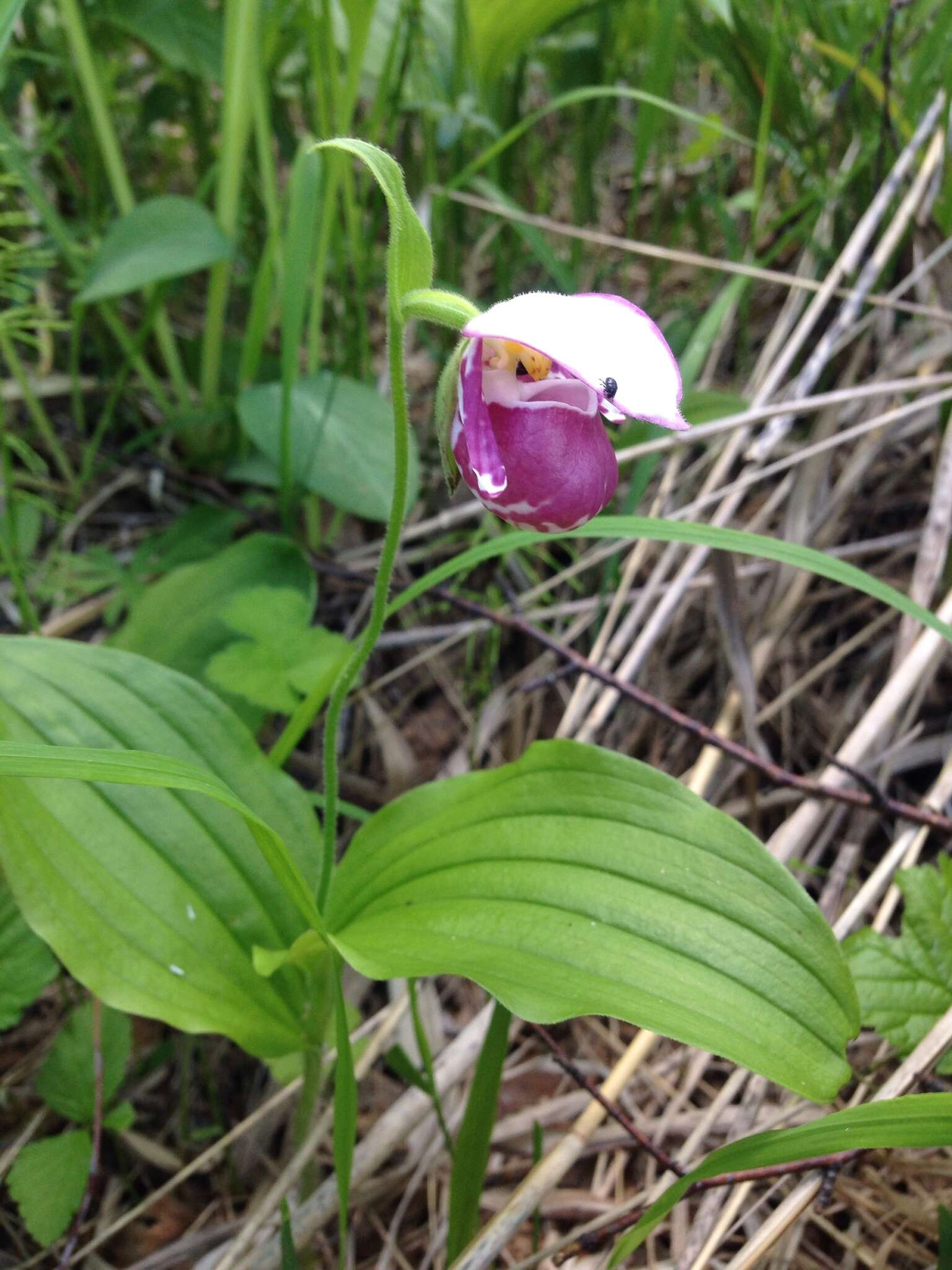 Image of Spotted lady's slipper