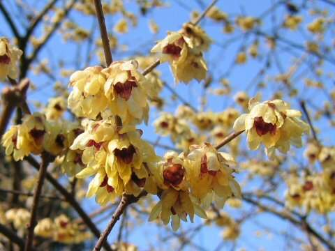 Image of Fragrant Wintersweet