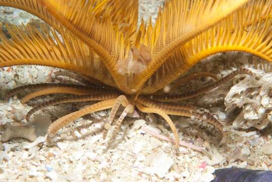 Image of elegant feather star