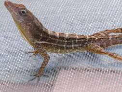 Слика од Anolis lineatopus Gray 1840