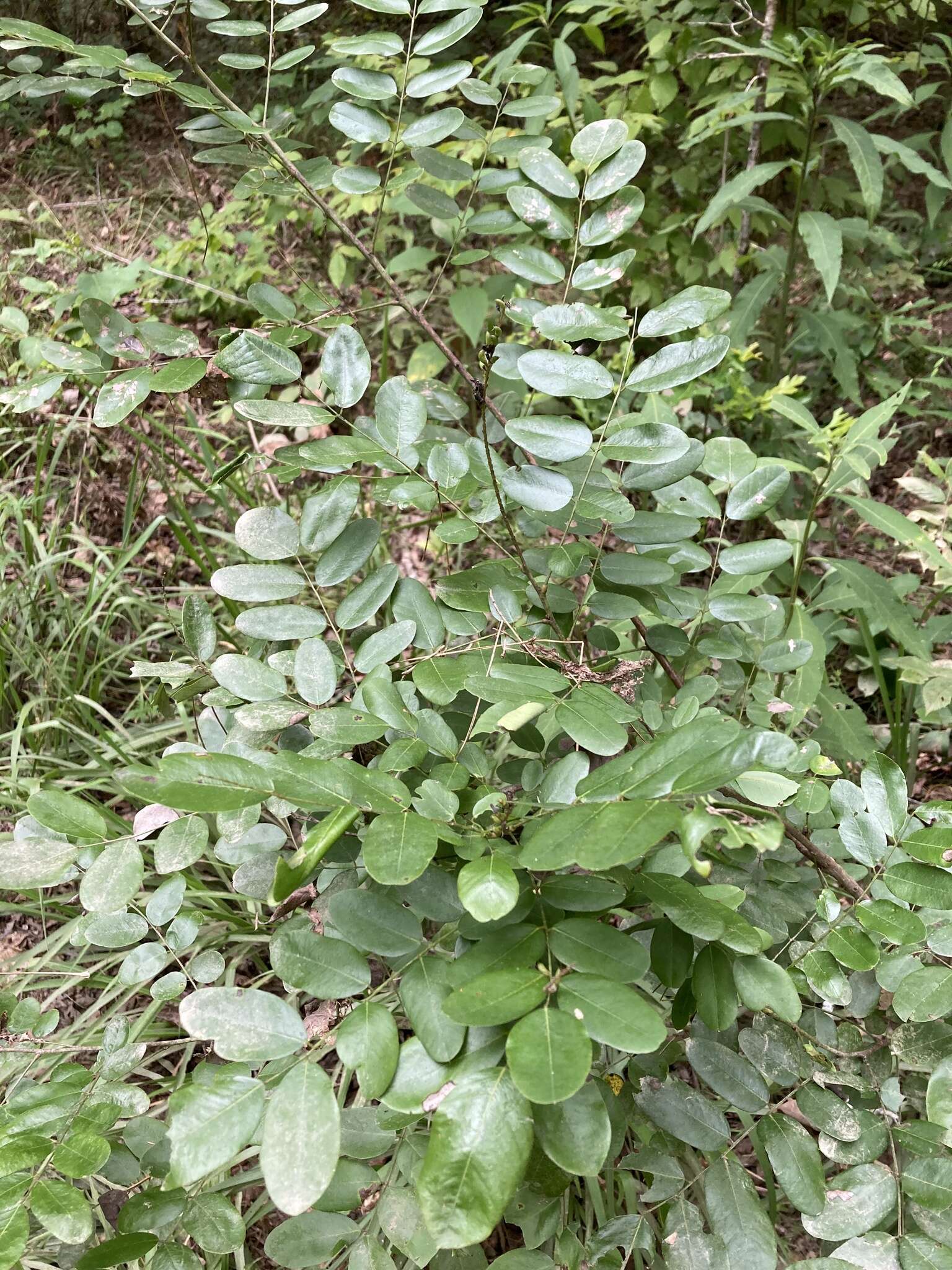 Image of shining false indigo