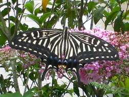 Papilio xuthus Linnaeus 1767 resmi