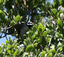 Image of Black-throated Grey Warbler