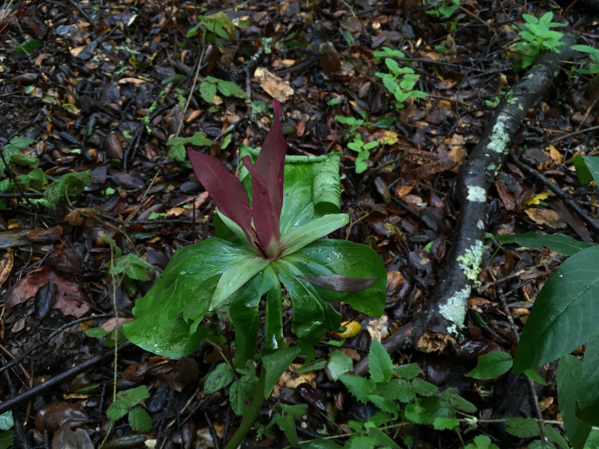 Imagem de Trillium chloropetalum (Torr.) Howell