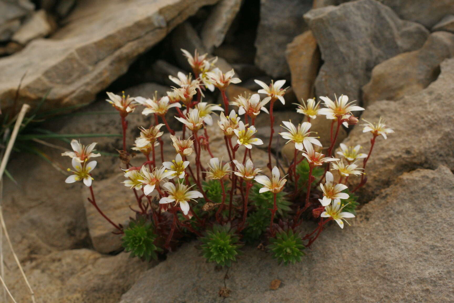 Sivun Saxifraga praetermissa D. A. Webb kuva