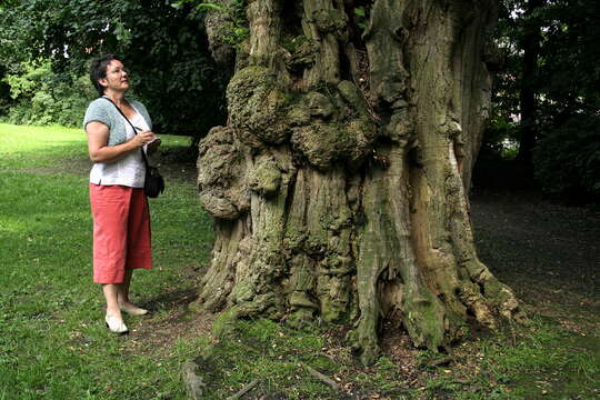 Image of black locust