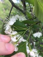 Plancia ëd Crataegus brainerdii Sarg.