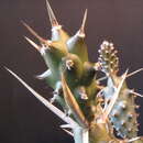 Image of Tephrocactus articulatus