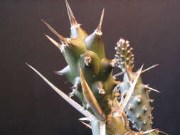 Image of Tephrocactus articulatus