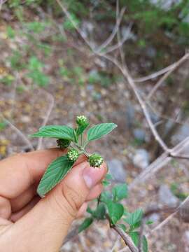 Image of hammock shrubverbena