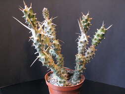 Image of Tephrocactus articulatus