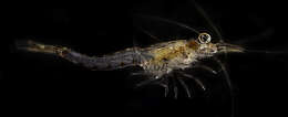 Image of common Northern European opossum shrimp