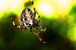 Image of Garden spider