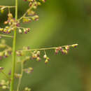 Plancia ëd Isachne distichophylla Munro ex Hillebr.