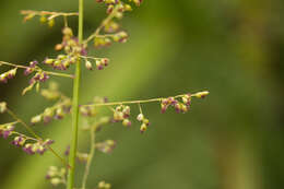 Plancia ëd Isachne distichophylla Munro ex Hillebr.