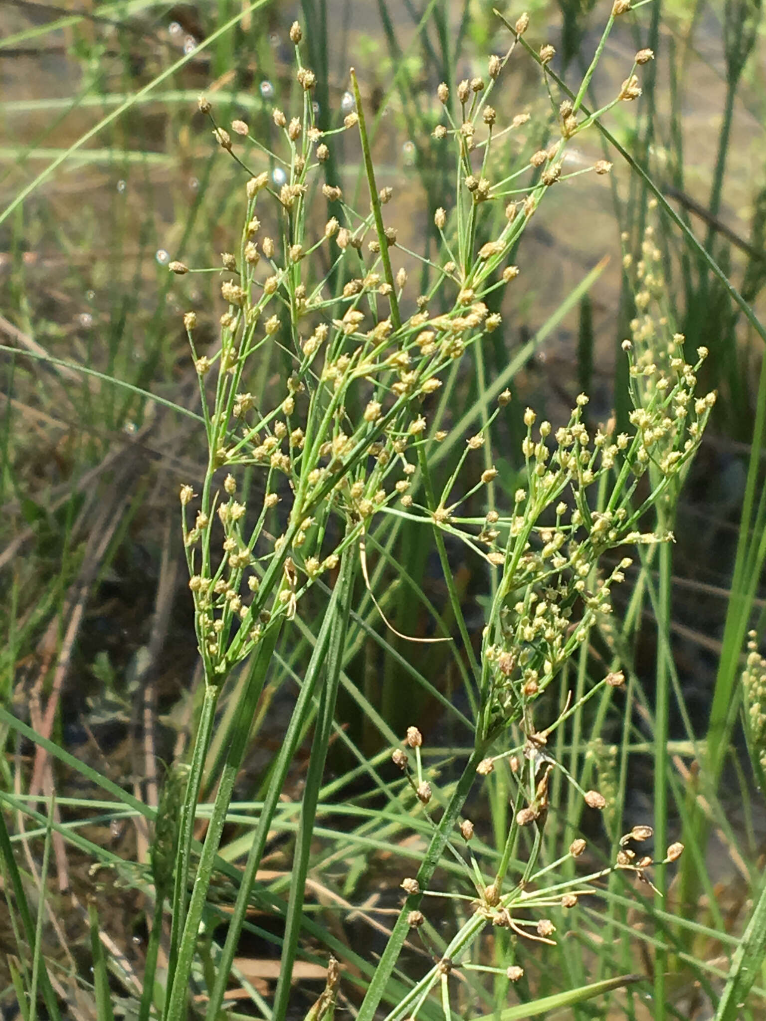 Imagem de Fimbristylis quinquangularis (Vahl) Kunth