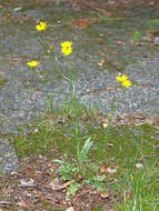 Image of smooth hawksbeard