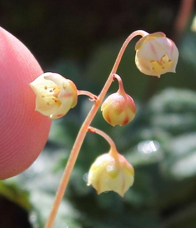 Image of Crassula umbella Jacq.