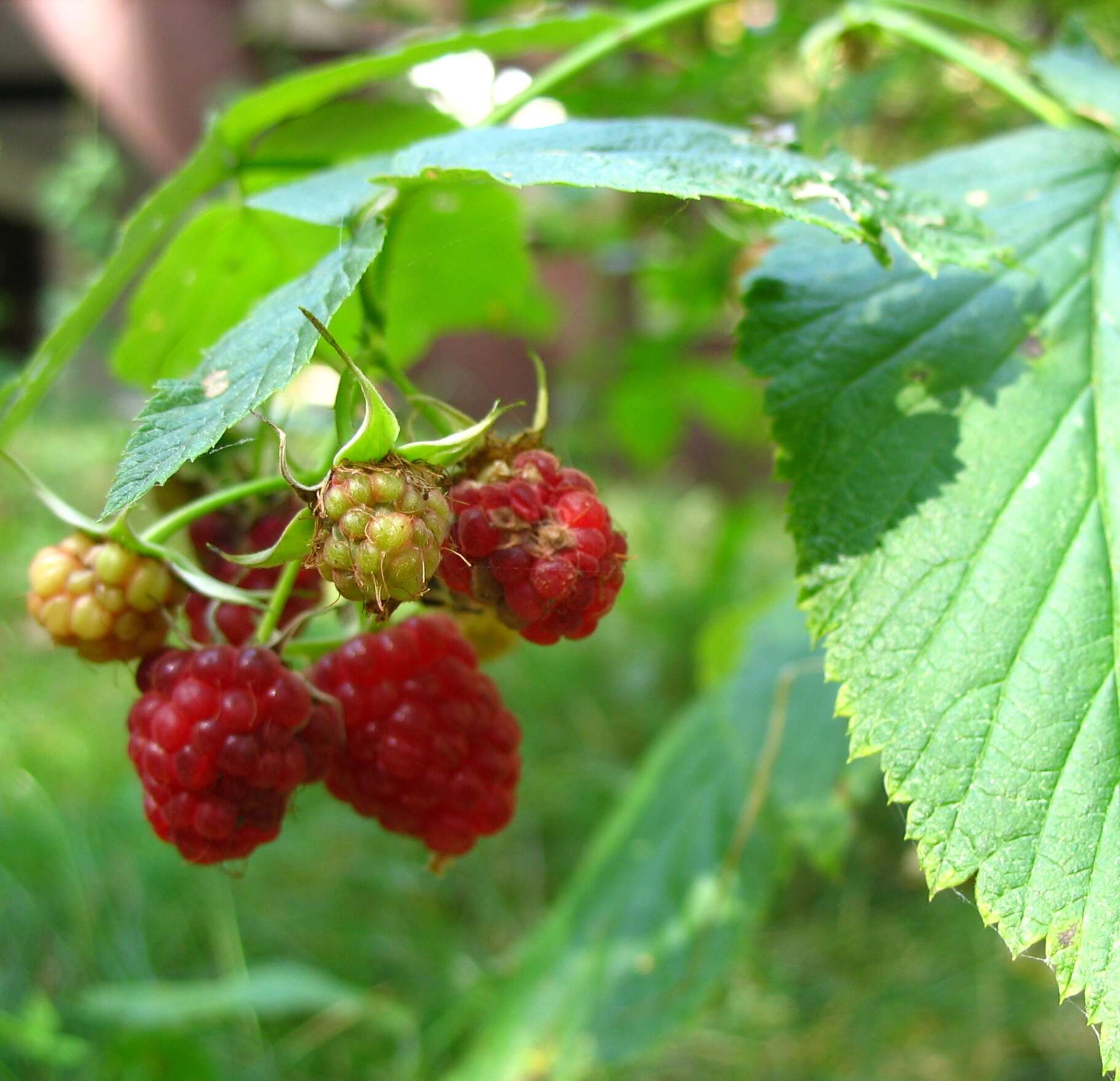 Image of Raspberry