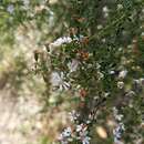 Imagem de Olearia microphylla (Vent.) Maiden & E. Betche