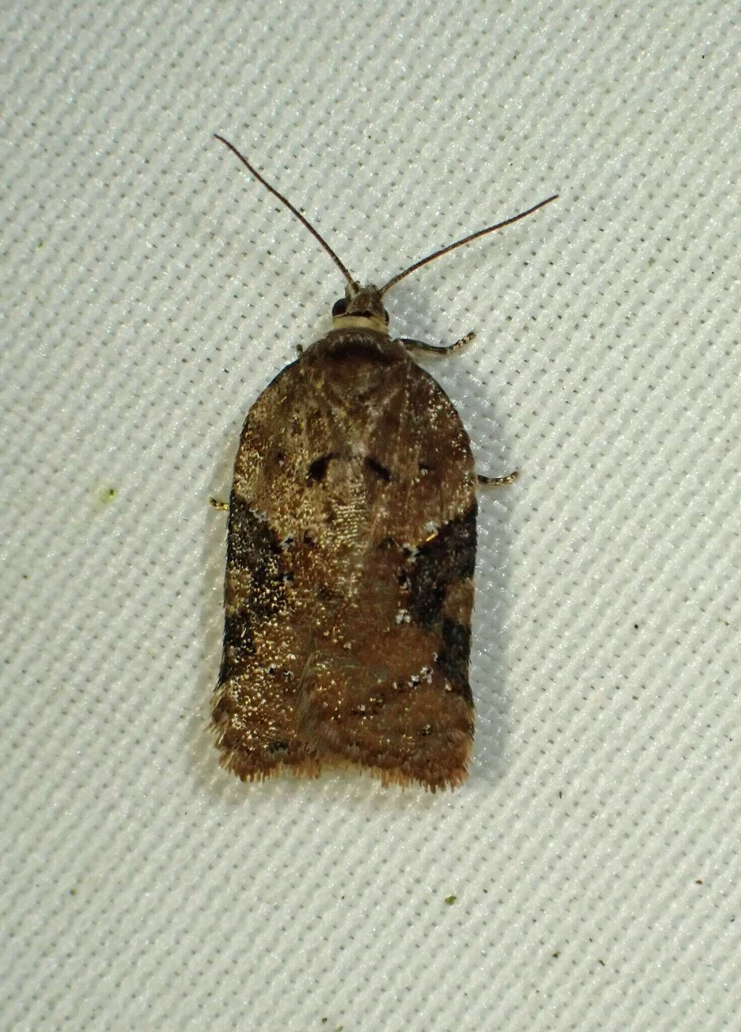 Image of Acleris braunana McDunnough 1934