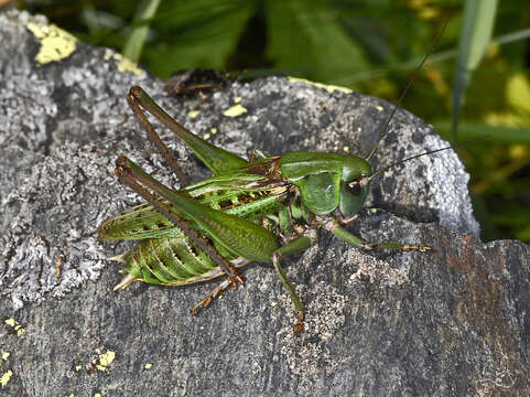 Image of Wart-biter cricket