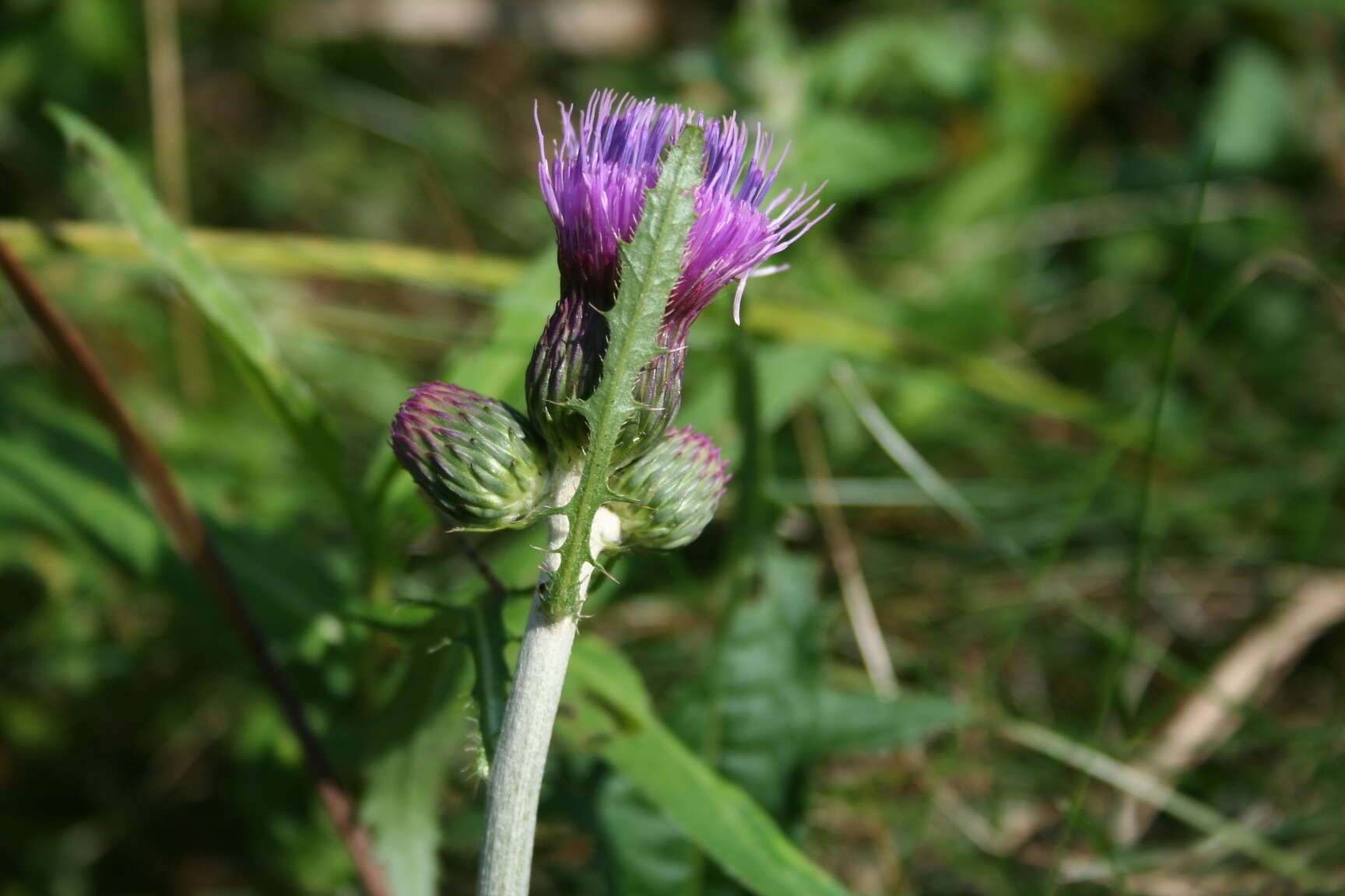 Image of Brook Thistle