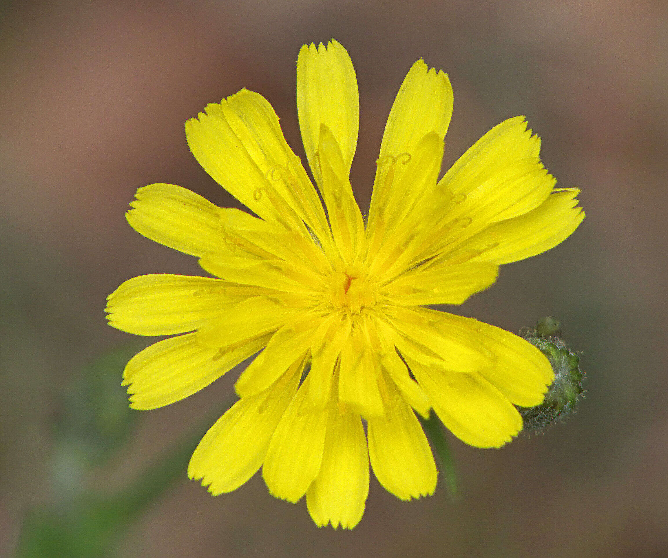 Image of smooth hawksbeard