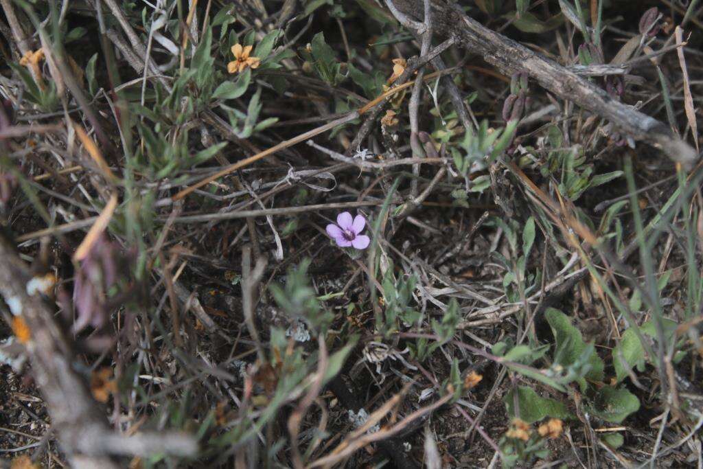 Sivun Dyschoriste decumbens (A. Gray) Kuntze kuva