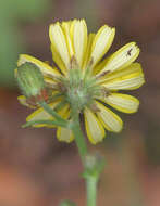 Image of smooth hawksbeard