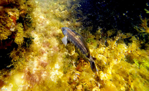 Image of Brazilian sandperch