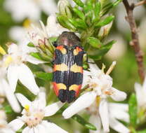 Image of Castiarina sexplagiata (Gory 1841)