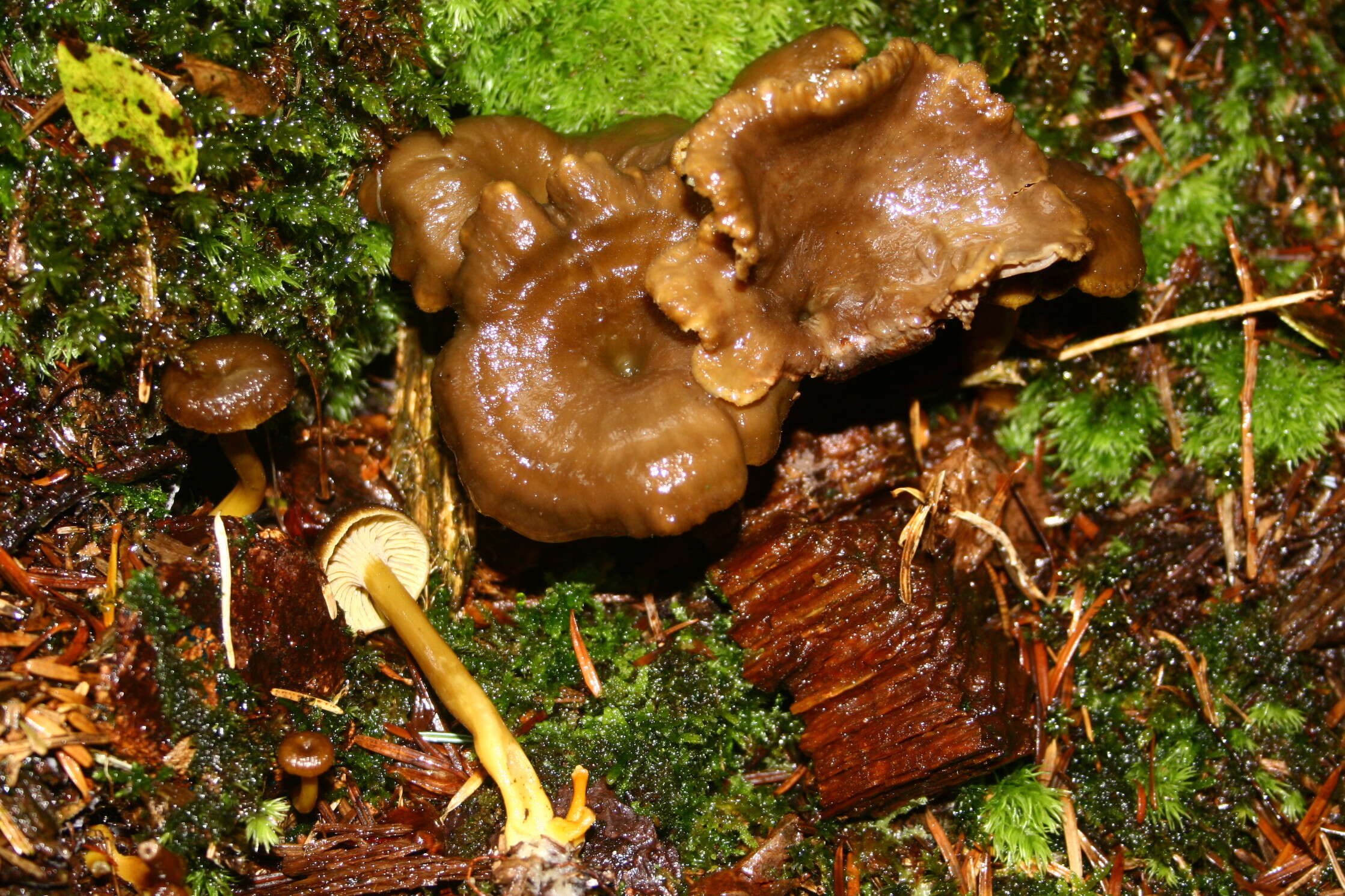 Image of Funnel Chanterelle