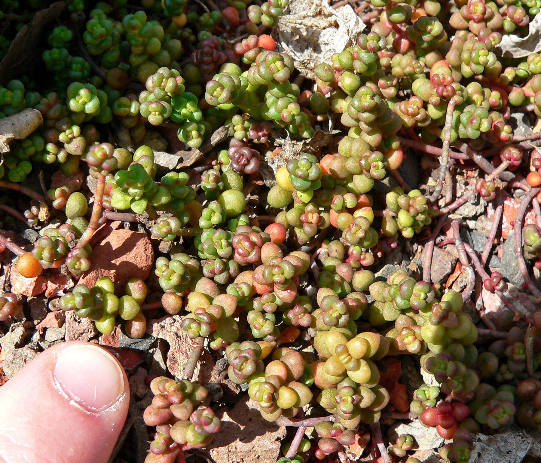 Image of Pacific stonecrop